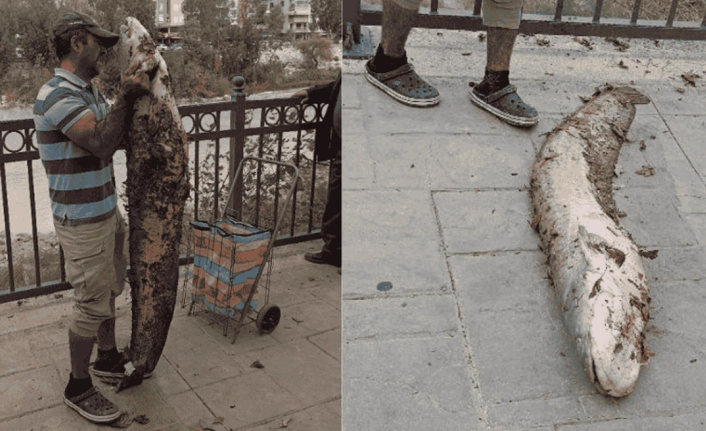 Kendi Boyunda Dev Yayın Balığını Eliyle Yakaladı! Silifke Göksu Nehri'nde İnanılmaz Anlar