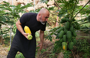 Alanya Papayası Dünya Sofralarında: Türkiye'nin Tropikal Meyve İhracatında Yeni Bir Yıldız Doğuyor!